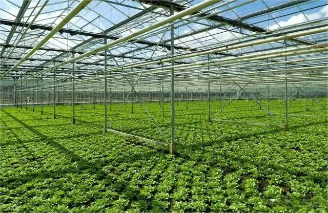 The Advantages Of Applying Glass Greenhouse Technology To Modern Agriculture