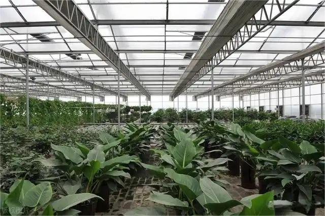 The Advantages Of Applying Glass Greenhouse Technology To Modern Agriculture