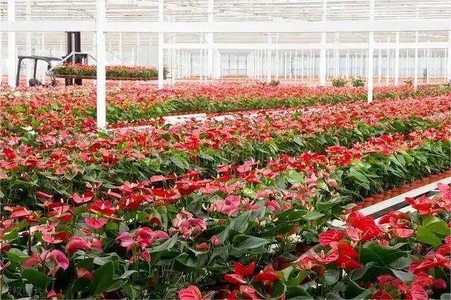 The Advantages Of Applying Glass Greenhouse Technology To Modern Agriculture